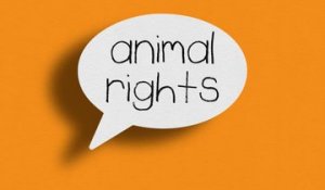 Une police contre la maltraitance animale : un projet Norvégien !