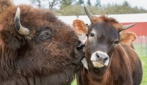 Dans cette ferme de l'Oregon, Helen, un bison aveugle et solitaire, était délaissée par les autres animaux jusqu'à sa rencontre avec un veau