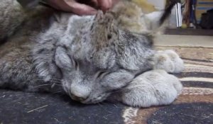 Ceci est un gros chat... un très gros chat. Lynx magnifique