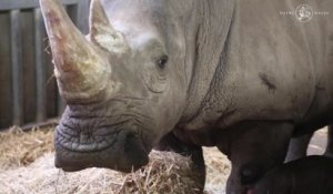Un rhinocéros blanc, espèce en danger d'extinction, est né à Pairi Daiza
