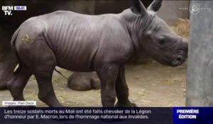 Image rarissime ! Ce petit rhinocéros blanc en voie de disparition vient de naître en Belgique