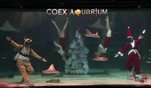 A Séoul, spectacle en aquarium pour les fêtes de Noël
