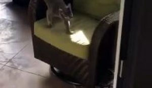 Ce chat est flippant ! Il bouge sur une chaise qui tourne sur place !