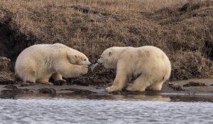 Une série de photos bouleversante montre des oursons polaires affamés jouant avec des morceaux de plastique