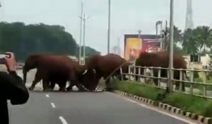 Un troupeau d'éléphants détruit les barrières en bord de route pour traverser