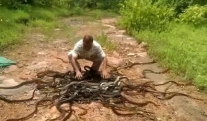 Il relâche des centaines de serpents dans la nature