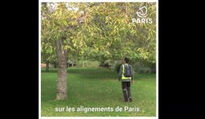 Dans les coulisses de Paris  : Amaury, bûcheron-élagueur à la Ville de Paris