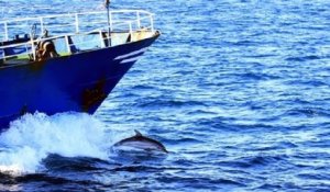 Des filets de pêche munis de répulsifs acoustiques pour éviter la capture accidentelle des dauphins installés dès l'année prochaine