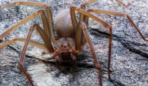Une nouvelle espèce d'araignée venimeuse, dont une morsure fait pourrir la chair, découverte au Mexique