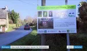 Bretagne : une route fermée cet hiver pour laisser traverser les amphibiens