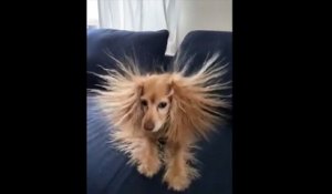 Electricité Statique : la coupe de ce chien est explosive !