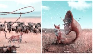 Grâce à Photoshop, il crée des animaux mi-fantastiques mi-réels