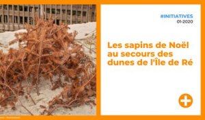 Les sapins de Noël au secours des dunes de l'Île de Ré