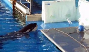 Une orque tente d'attraper les oiseaux au bord de la piscine