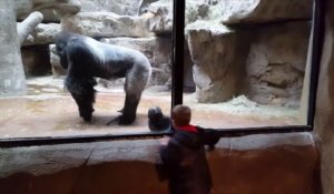 Ce bébé gorille joue avec un enfant à travers la vitre du zoo et c'est trop mignon