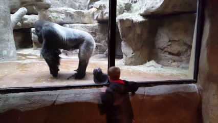 Ce Bebe Gorille Joue Avec Un Enfant A Travers La Vitre Du Zoo Et C Est Trop Mignon Sur Orange Videos