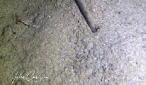 Regardez la taille de ce ver de sable qui rentre dans son trou