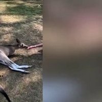 Zverev attendri par un kangourou - Tennis - WTF