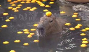 Ce Capybara va bien faire rire tout le zoo... regardez pourquoi