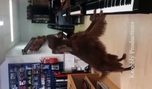 Virtuose : ce chien chante et joue du piano en même temps !