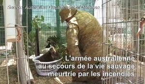 L'armée australienne vient au secours de la vie sauvage meurtrie par les incendies