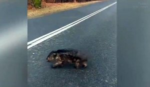 Australie : l’image déchirante d’un wombat brûlé traversant une route pour chercher de la nourriture