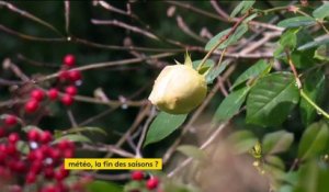 Météo, bientôt la fin des saisons ?