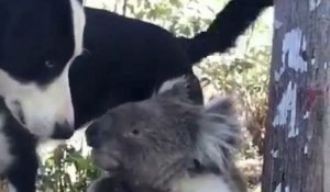 Incendies en Australie : ce chien partage sa gamelle d'eau avec un koala assoiffé