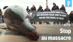 Des cadavres de dauphins au Trocadéro
