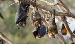 Australie : la chaleur écrasante tue des milliers de renards volants