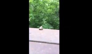 Suicide d'une grenouille : elle saute d'un pont !