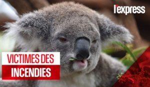 Australie : les koalas décimés par les incendies