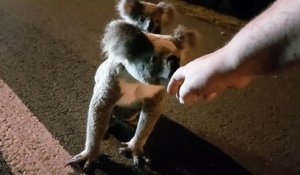 Adorable : il croise un koala et son bébé et les aident à traverser la route