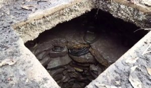 Des centaines de serpents se sont réfugiés dans ce trou pour passer l'hiver