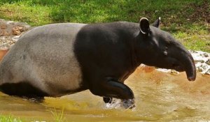 Un enclos commun pour les tapirs et les macaques