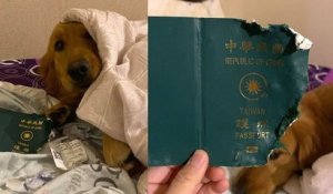 Ce chien sauve sa maîtresse du coronavirus en déchirant son passeport alors qu'elle devait aller à Wuhan