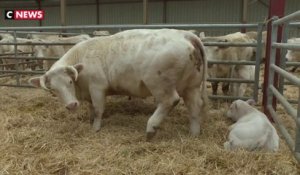 Tout savoir sur Idéale, la vache égérie du salon de l’agriculture 2020