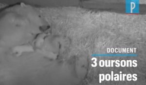 Trois bébés ours polaires sont nés au Marineland d'Antibes