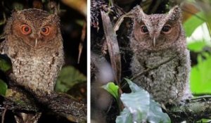 Bornéo : un hibou petit-duc a été revu pour la première fois depuis sa découverte il y a 125 ans