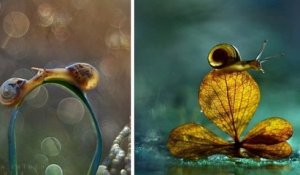 Ces portraits d'escargots mettent en valeur leur beauté insoupçonnée