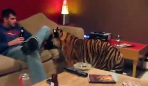 Il vit avec un tigre dans son appartement