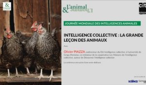 Conférence d'Olivier Piazza : L'intelligence collective des animaux