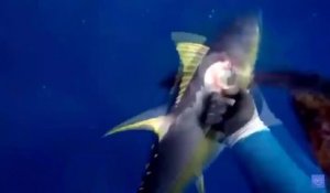 Ce pêcheur fait face à un requin qui veut lui voler sa prise