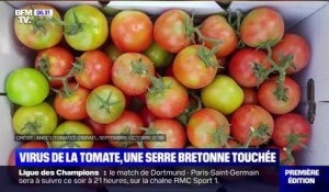 Le virus de la tomate touche la France avec une contamination confirmée dans une serre du Finistère