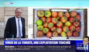 Virus de la tomate: le ministre de l'Agriculture assure que "le foyer est circonscrit à une exploitation" dans le Finistère