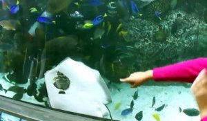 Une raie collée à la vitre de l'aquarium tente de manger un poisson