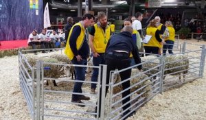 Salon de l'agriculture : les ovinpiades des jeunes bergers