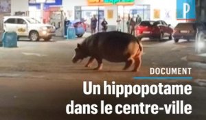 Un hippopotame se promène au cœur d’une ville d'Afrique du Sud