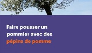 Faire pousser un pommier avec des pépins de pomme