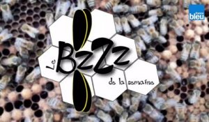 Le BZZZ de la semaine 38 - Les abeilles peuvent-elles nous aider à nous détendre